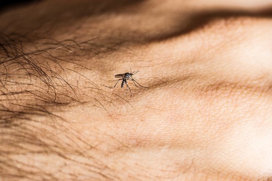 Aedes aegypti mosquito