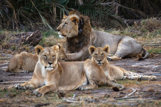 Herders in Kenya kill 10 lions, including Loonkiito, one of the country’s oldest