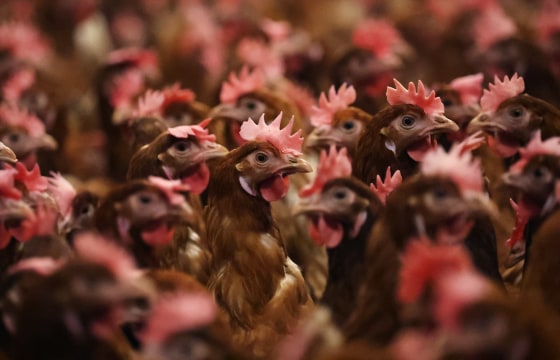 Chickens are kept indoors due to Avian Flu in Lancashire, England, on Feb. 23, 2023.