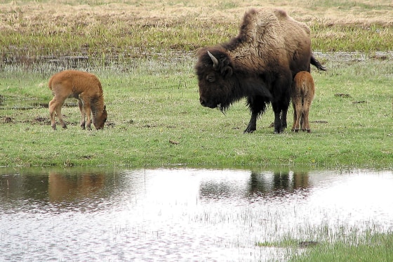 A baby bison grazes as another gets some liquid refreshment from mom near Beaver Lake at Yellowstone Park, Wyo., May 9, 2006. Montana wildlife officials are proposing to double the number of hunting licenses, to 100, in the second winter of Montana's hunt of bison that leave Yellowstone National Park, an official with the state wildlife agency said Thursday, May 25, 2006.