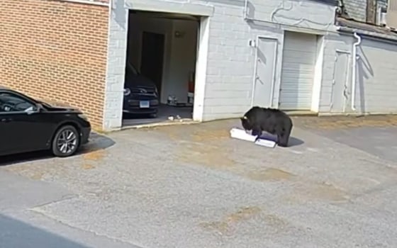 The Night A Bear Broke In: A Sevierville Man'S Chilling Account - pkhppxv
