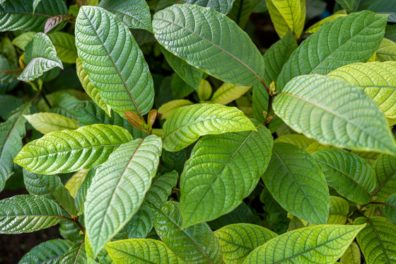 Kratom leaves.