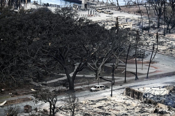 Historic Banyan tree surrounded by burned cars in Lahaina in the aftermath of wildfires in Lahaina, Hawaii, on Aug. 10, 2023.