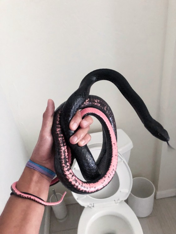 A Rattlesnake Solutions employee holds a coachwhip snake found inside a toilet in a home in Tucson, Ariz., on July 16, 2023.
