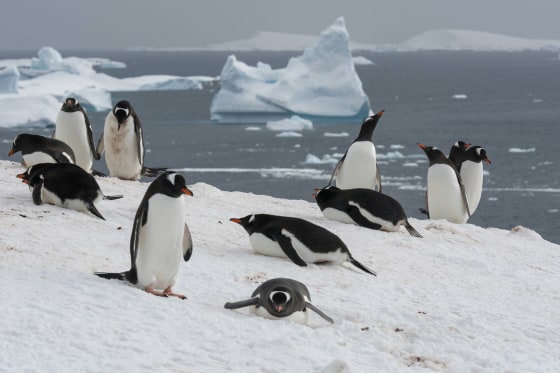 Gentoo penguins on Petermann Island, Antarctica, in November 2022.