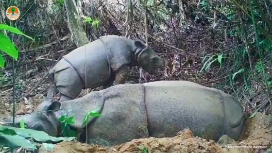 Rare baby Javan rhino caught on camera in Indonesia