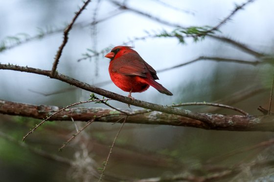 A Northern Cardinal in Florida.