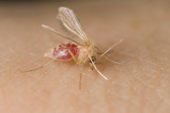 A female Phlebotomine sand fly biting a human arm on July 8 2009.