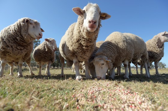 Australia's Sheep Farmers in Crisis as Live Export Ban Looms