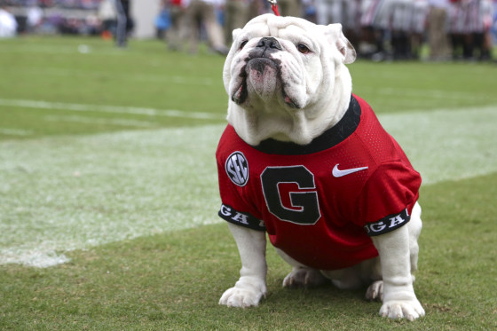 UGA X, winningest Georgia Bulldgogs mascot and 'damn good dawg,' dies at 10