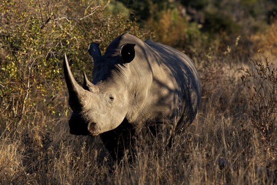 A white rhinoceros in Kruger National Park, South Africa on June 10, 2019. 