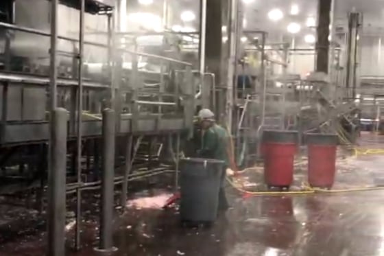 Image of an adult Fayette Janitorial worker scooping up animal parts at a processing plant taken by the US Department of Labor during the course of its investigation of Fayette Janitorial Service.