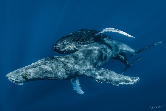 Humpback whales captured mating for the first time were engaged in  