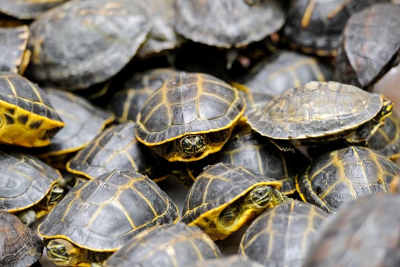 Florida man pleads guilty to smuggling thousands of turtles to Hong ...