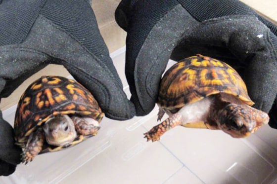 Man Charged With Smuggling Box Turtles Found In Socks In California