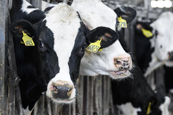 Dairy cows housed in a barn