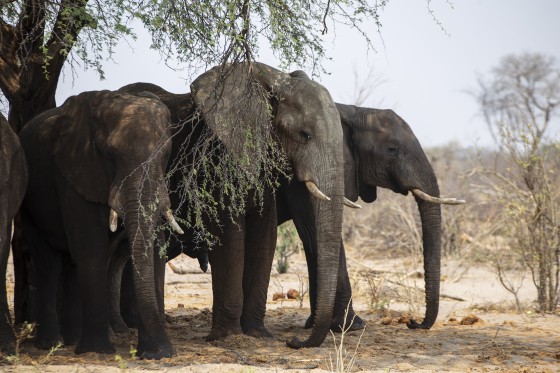 Botsawana is threatening to send 20,000 elephants to Germany