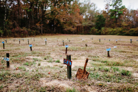 Image: Pauper's field Potter's field in Mississippi