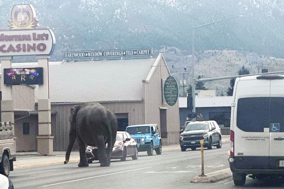 Elephant loose in Montana