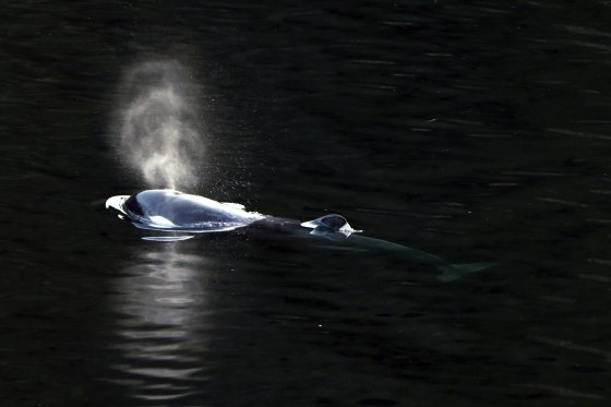 Orca calf swims out of Canadian lagoon where it had been trapped more ...