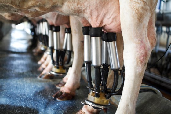 row of cows being milked