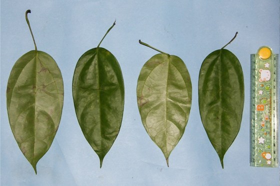 Fibraurea tinctoria leaves