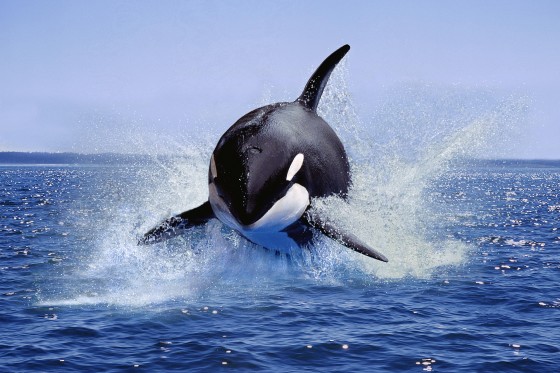 An orca leaping out of the water in Canada