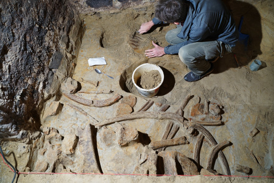 A vintage find: Man discovers mammoth bones in wine cellar