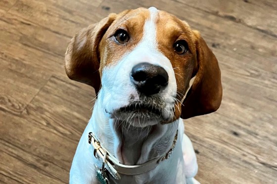 Image: dog euthanize adoption