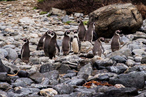 Chile's Humboldt penguins could face extinction as population plummets