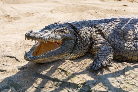 A Nile Crocodile. 