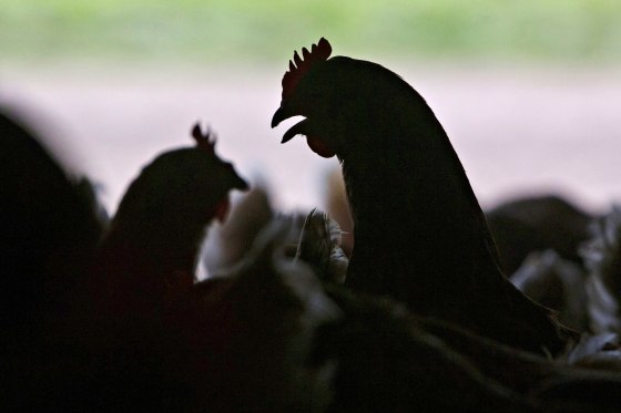 Chickens at a farm in Illinois.