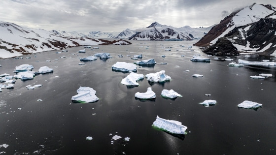 A general view of ice cuticles.