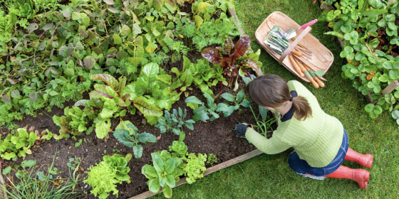 Raised garden beds work to lift plants and their root systems above the ground, giving you more control over factors like soil conditions.