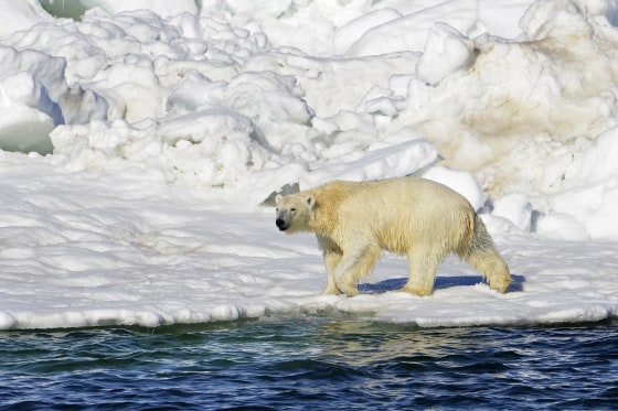 A polar bear has attacked and killed two people in a remote village in western Alaska, according to state troopers who said they received the report of the attack on Tuesday, Jan 17, 2023, in Wales, on the western tip of the Seward Peninsula.
