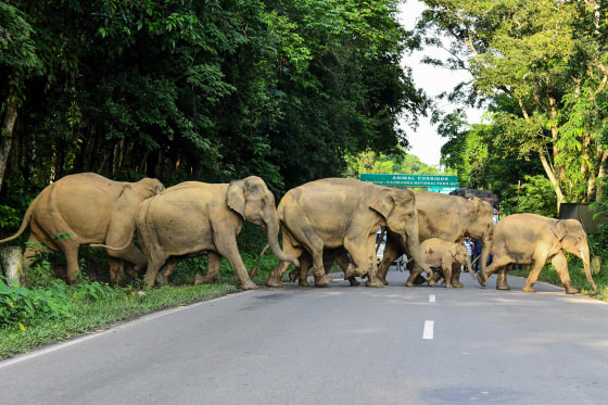 In this photo taken on July 17, 2019, a herd of wild elephants cross the National Highway-37 in the Kaziranga National Park in the India's northeast state of Assam.