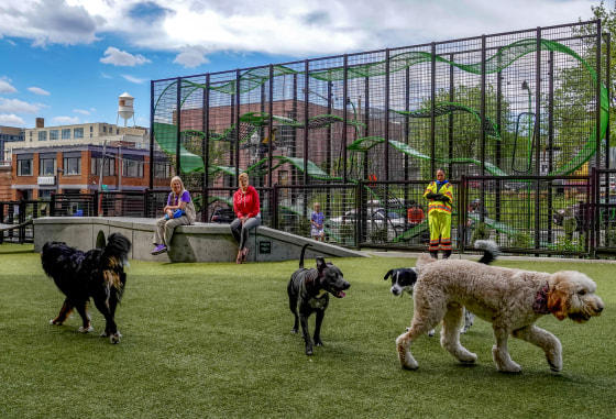 Dogs play at the Swampoodle dog park.