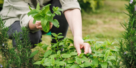 The more you clip and use your herbs, the stronger they’ll grow.