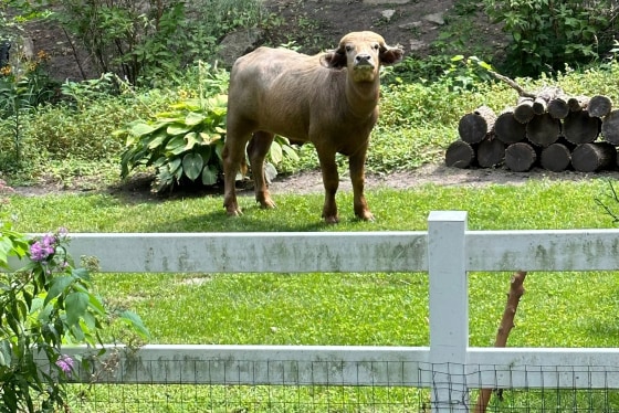 A water buffalo behind a white fence outdoors