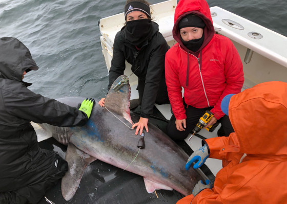 Researchers hooked, tagged and released a total of 11 porbeagle sharks in October 2020 and October 2022.   