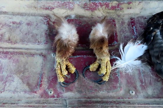 Image: golden eagles feet claws illegal