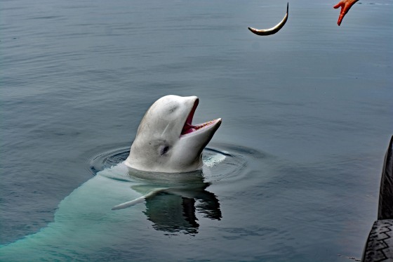 Norway Hammerfest Hvladimir the Beluga Whale