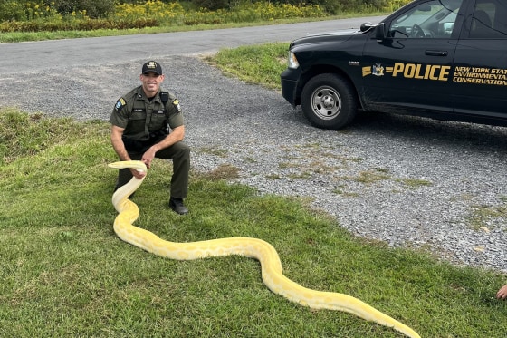 Environment Conservation Police Officer, Jeff Hull, with the illegally-owned 13-foot Burmese python seized from a New York home.