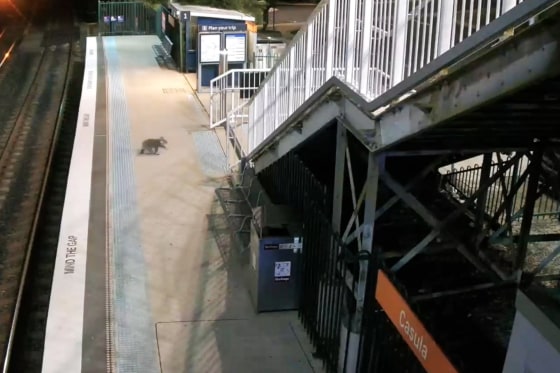 Australian Police Chase Koala Through Strain Station