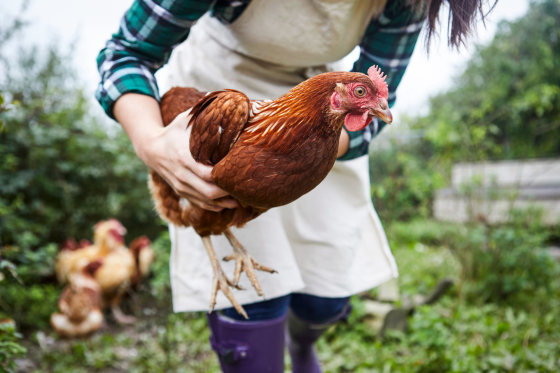 Woman on chicken farm holding chicken