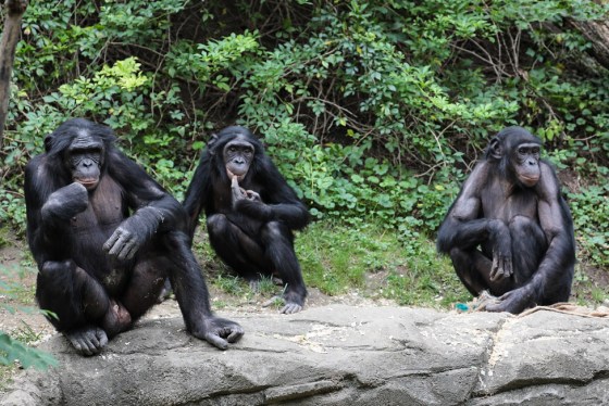 The bonobo troop at the Cincinnati Zoo.