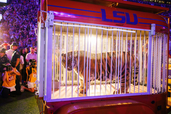 A live tiger rolled on the field of Tiger Stadium