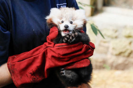 Baby red panda dies from fireworks noise stress, Edinburgh zoo says