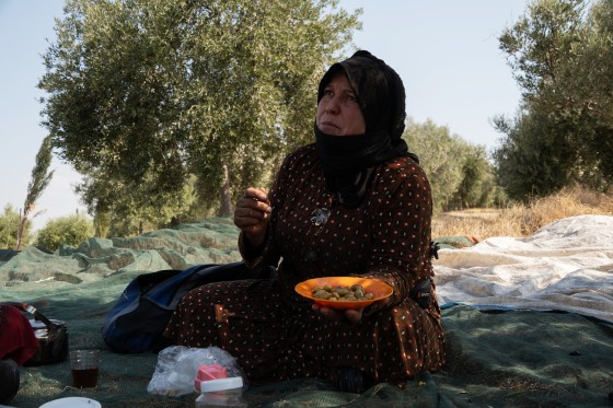 Olive Groves in Lebanon Threatened by Israeli Strikes