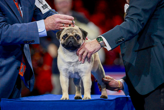 Vito the pug wins best in show at annual National Dog Show competition